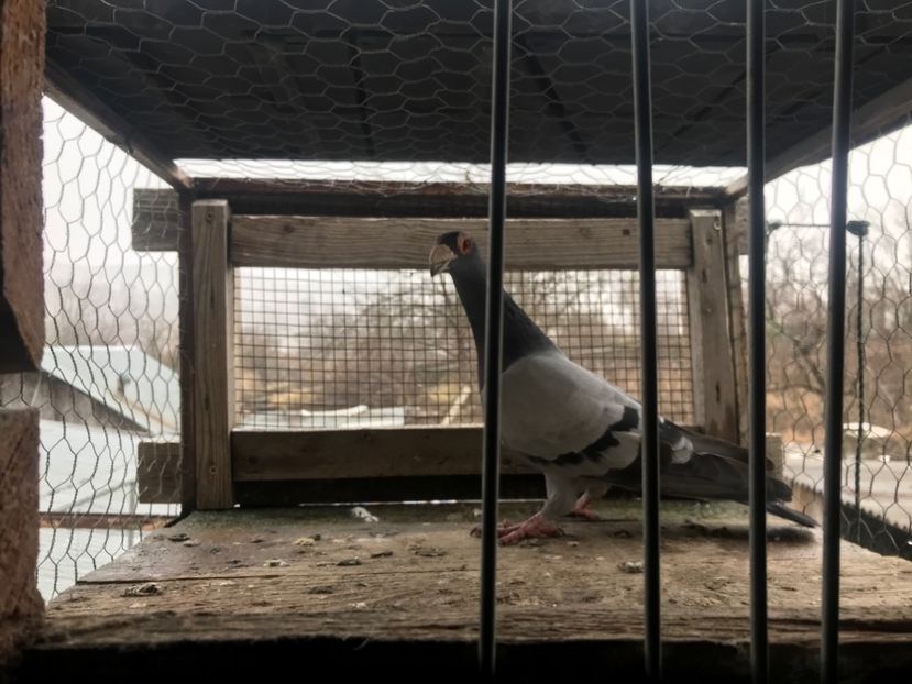 Mascul 2019 - Voiajori stil vechi