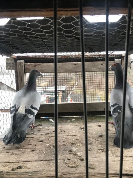 Pereche 2019 - Voiajori stil vechi