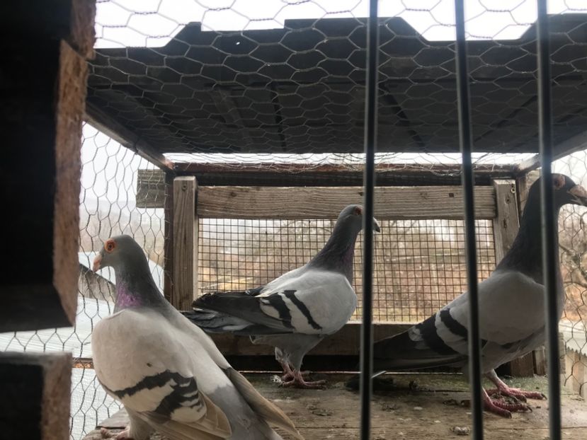  - Voiajori stil vechi