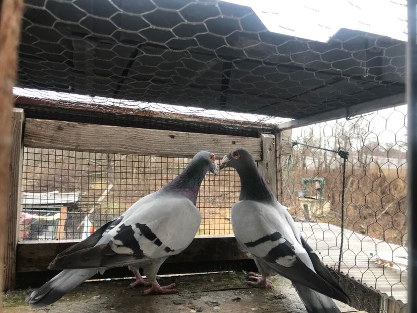 A doua pereche 2019 - Voiajori stil vechi