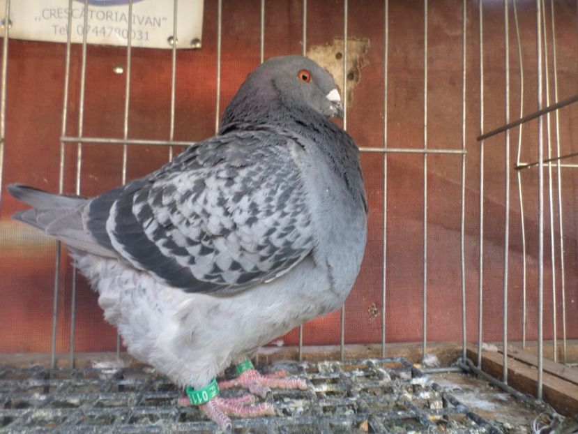 SAM_5543 - ARHIVA 2016 -2017-2o18-2019-2020