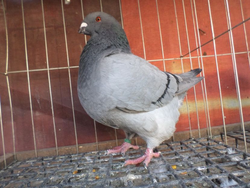 SAM_5547 - AGH PERECHI 2020