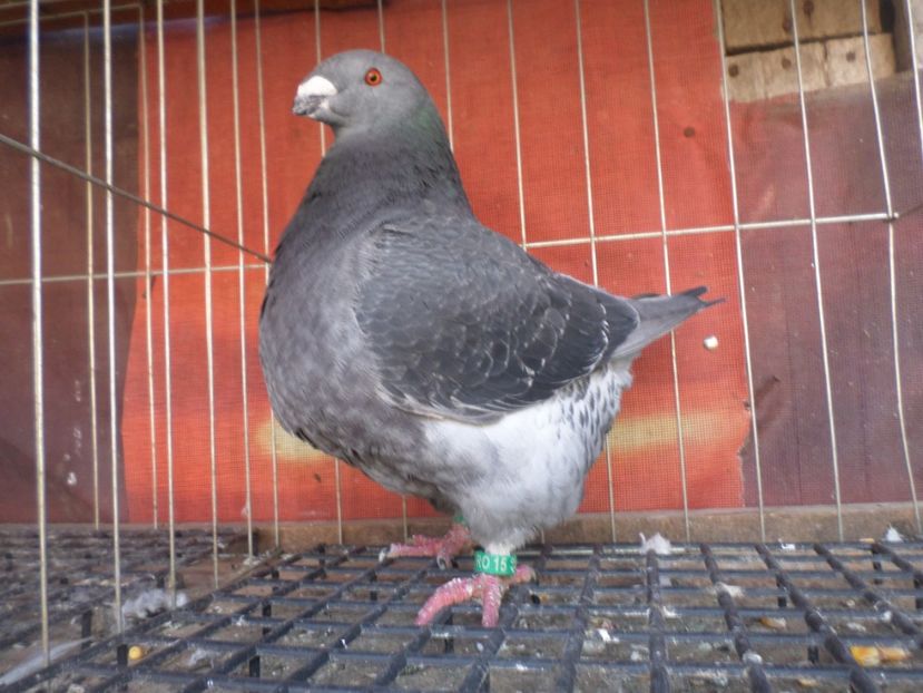 fem 2018 per 13 - AGH PERECHI 2020