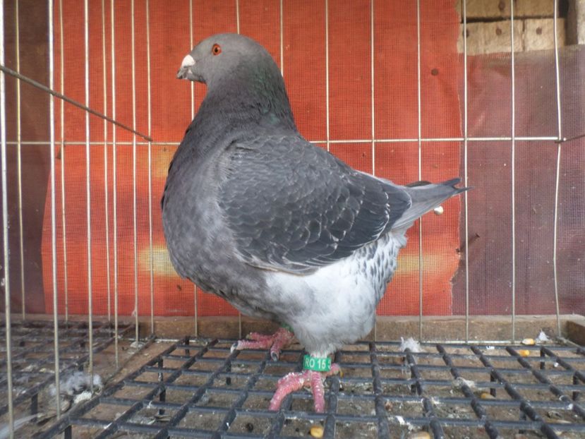 SAM_5553 - AGH PERECHI 2020