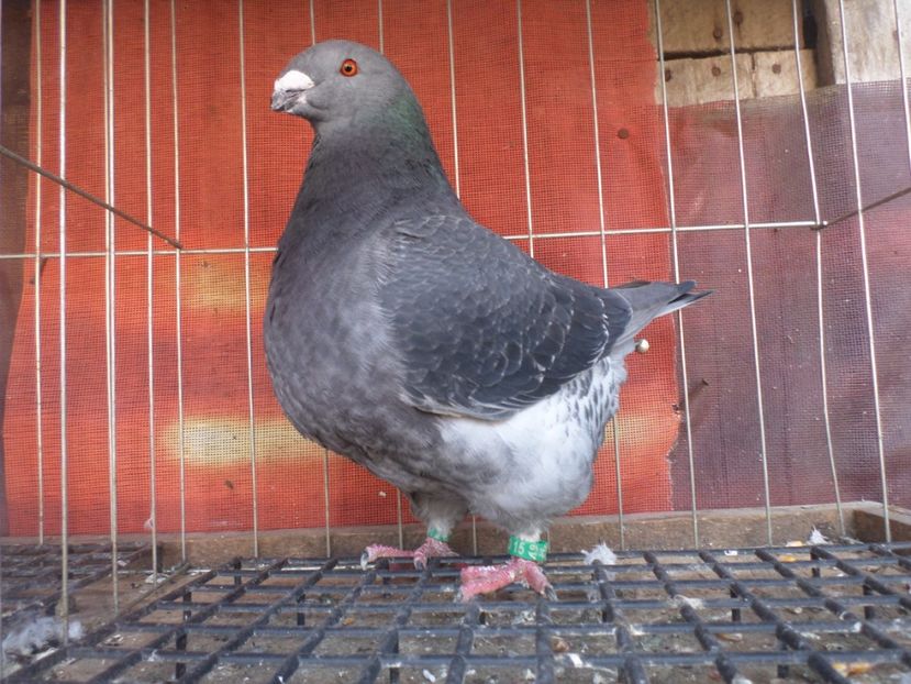 SAM_5555 - POZE STANDARD