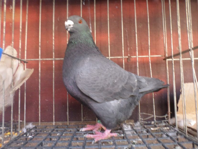 masc 019 - POZE STANDARD