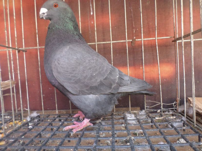 SAM_5560 - ARHIVA 2016 -2017-2o18-2019-2020