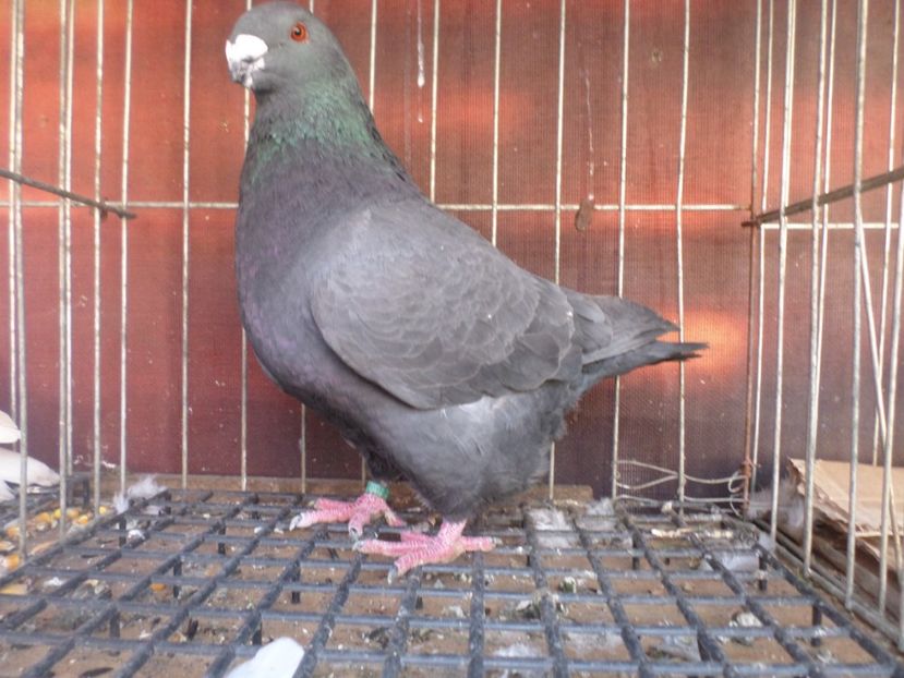 SAM_5561 - ARHIVA 2016 -2017-2o18-2019-2020