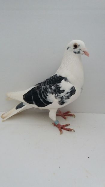 F 2016 vanduta - De! voiajori vanduti