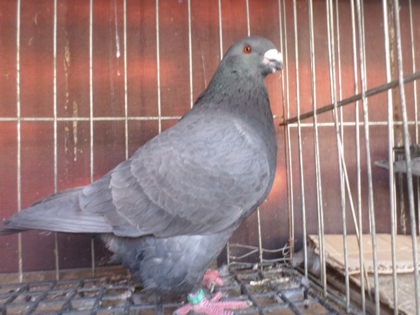 SAM_5567 - ARHIVA 2016 -2017-2o18-2019-2020