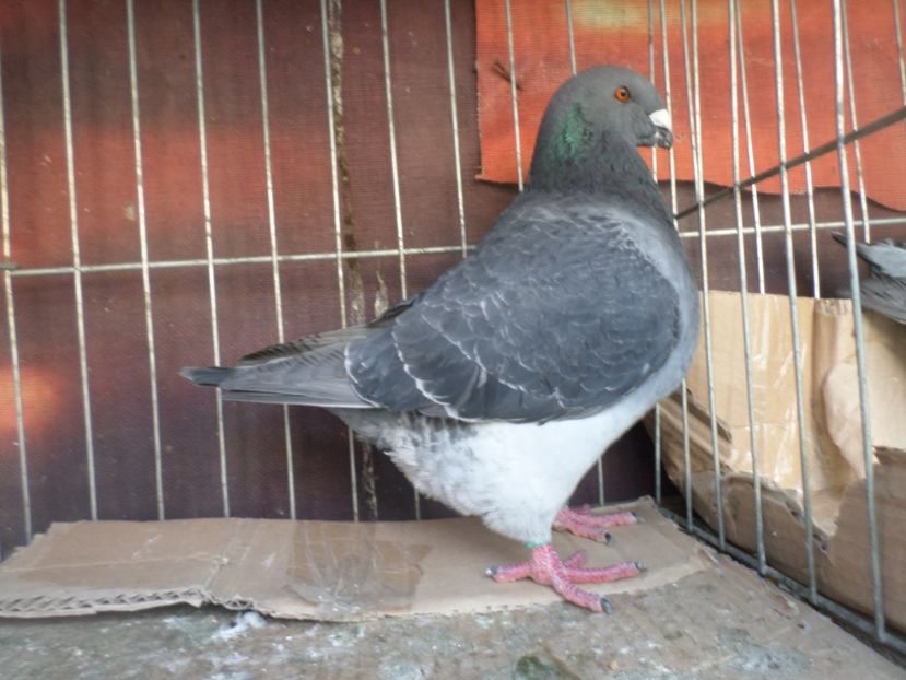 SAM_5572 - DE VINZARE 2020