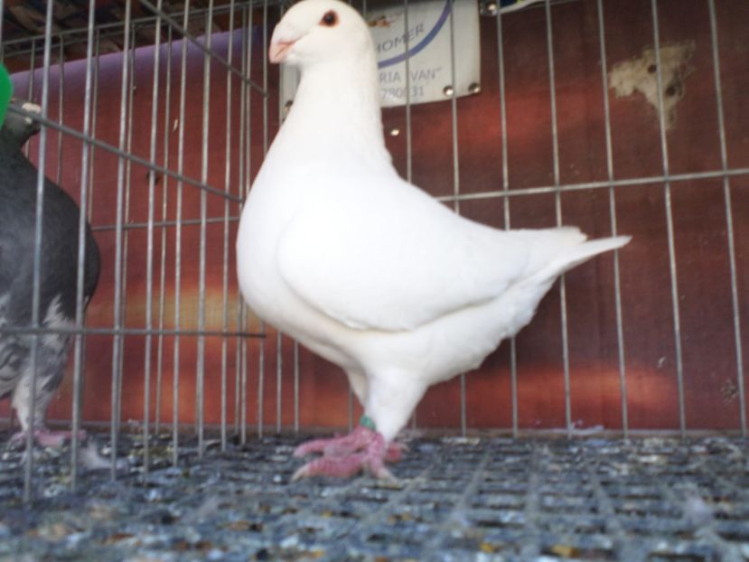 masc 019 - AGH PERECHI 2020