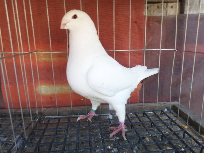 masc 019 - POZE STANDARD