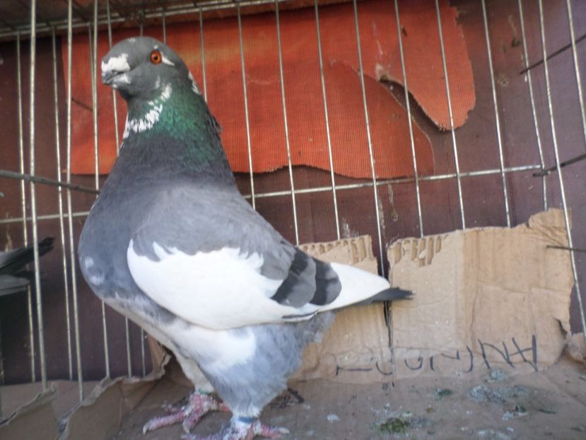 mas  019  per 9 - AGH PERECHI 2020