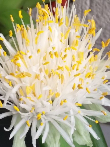 Haemanthus albiflos  (28-12-2019) - Flori 2019