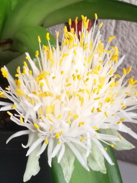 Haemanthus albiflos  (28-12-2019)' - Flori 2019