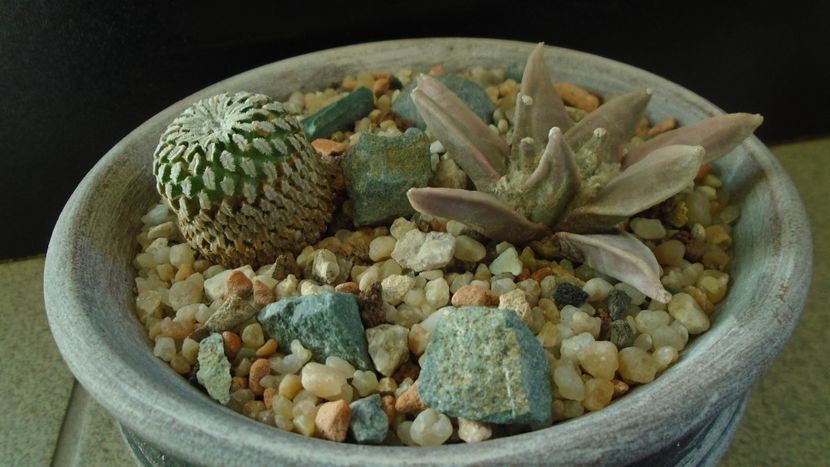 Grup de cactusi - Cactusi 2019 final - catalogare 1