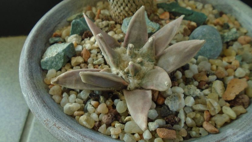 Ariocarpus retusus - Cactusi 2019 final - catalogare 1