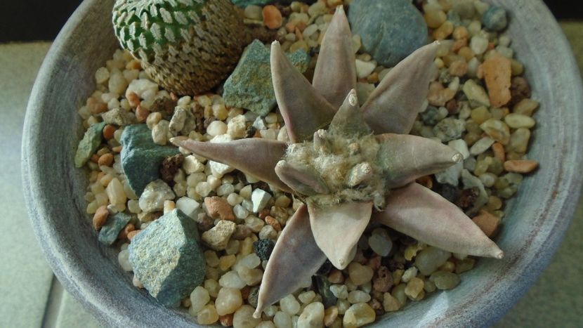 Ariocarpus retusus - Cactusi 2019 final - catalogare 1