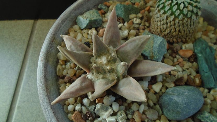 Ariocarpus retusus - Cactusi 2019 final - catalogare 1