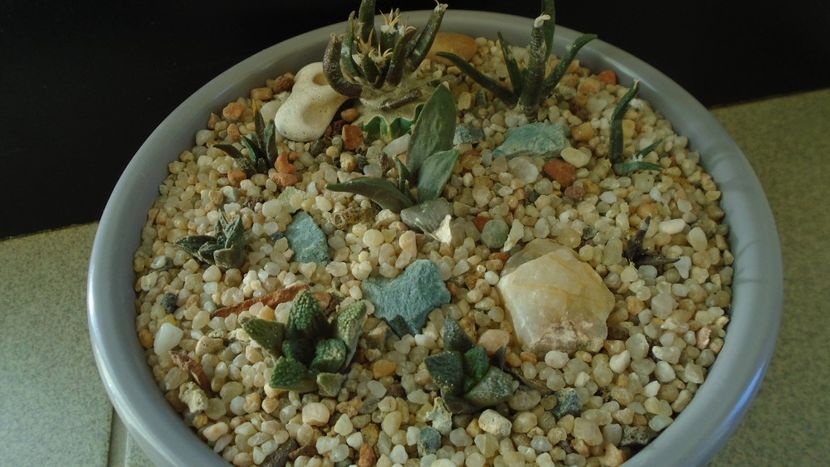 Grup de 9 Ariocarpus - Cactusi 2019 final - catalogare 1