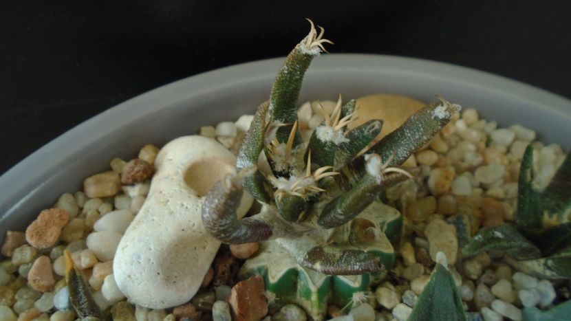 Ariocarpus agavoides v. sanluisensis (altoit) - Cactusi 2019 final - catalogare 1
