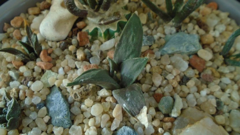 Ariocarpus retusus v. minimus - Cactusi 2019 final - catalogare 1