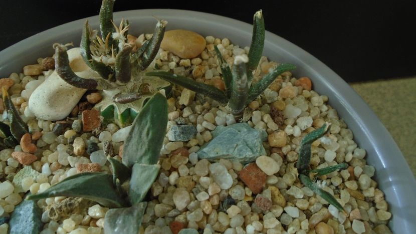Ariocarpus retusus v. minimus - Cactusi 2019 final - catalogare 1