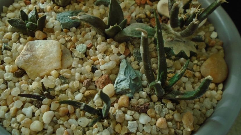 Ariocarpus agavoides 3 ex. - Cactusi 2019 final - catalogare 1