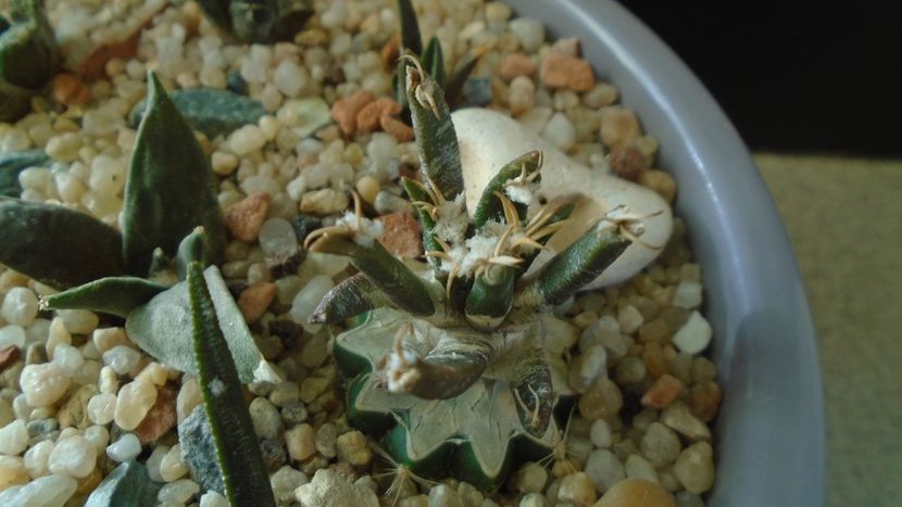 Ariocarpus bravoanus - Cactusi 2019 final - catalogare 1