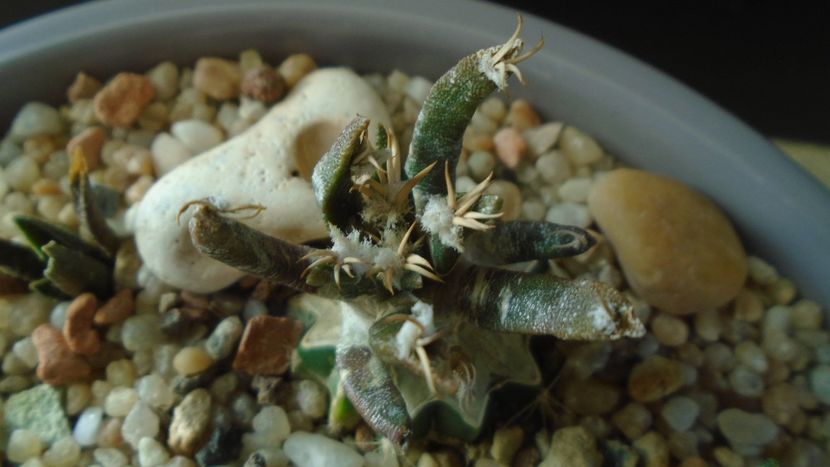 Ariocarpus agavoides v. sanluisensis (altoit) - Cactusi 2019 final - catalogare 1
