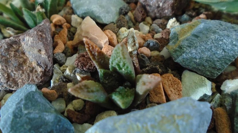 Ariocarpus bravoanus ssp. hintonii - Cactusi 2019 final - catalogare 1