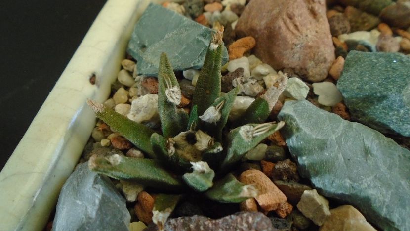 Ariocarpus agavoides - Cactusi 2019 final - catalogare 1