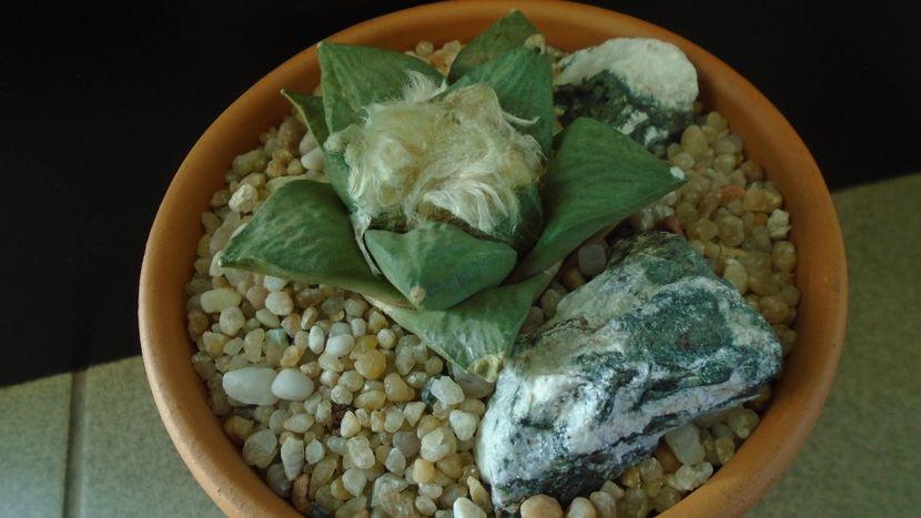 Ariocarpus hb. (retusus x fissuratus) - Cactusi 2019 final - catalogare 1