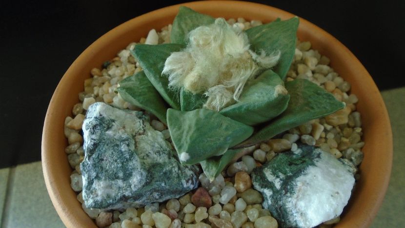 Ariocarpus hb. (retusus x fissuratus) - Cactusi 2019 final - catalogare 1
