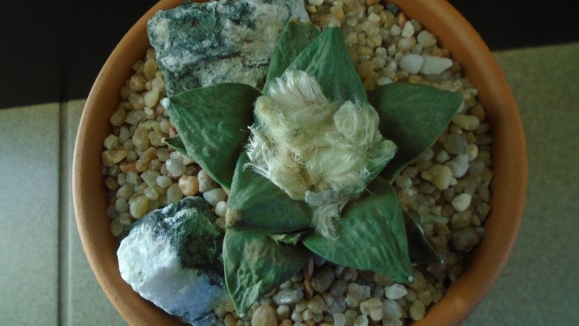Ariocarpus hb. (retusus x fissuratus) - Cactusi 2019 final - catalogare 1