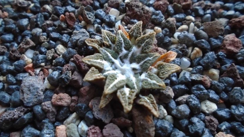 Ariocarpus kotschoubeyanus v. albiflorus - Cactusi 2019 final - catalogare 1