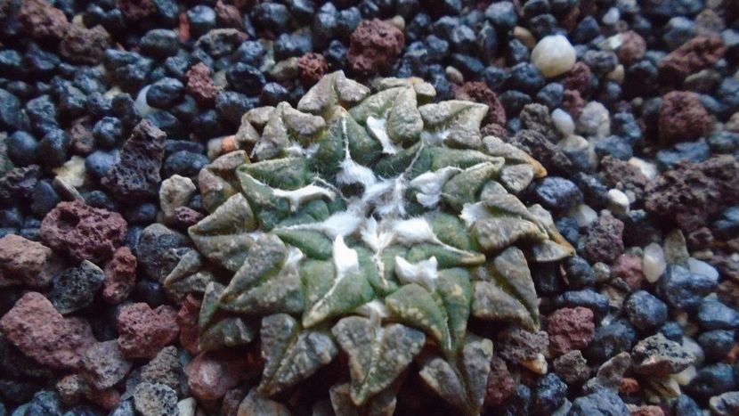 Ariocarpus kotschoubeyanus v. macdowellii - Cactusi 2019 final - catalogare 1