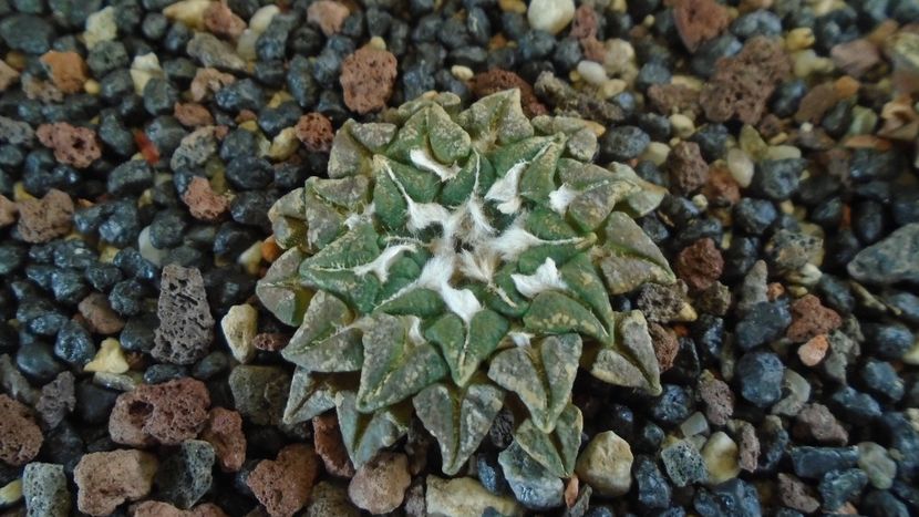 Ariocarpus kotschoubeyanus v. macdowellii - Cactusi 2019 final - catalogare 1