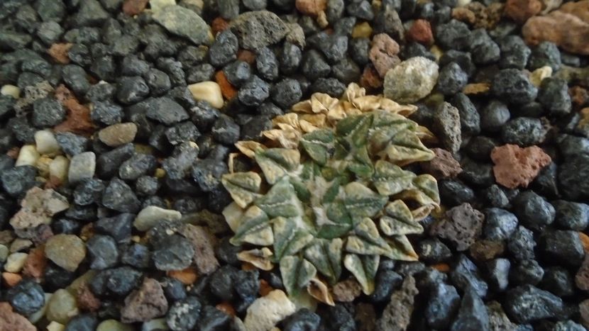 Ariocarpus kotschoubeyanus v. elephantidens - Cactusi 2019 final - catalogare 1