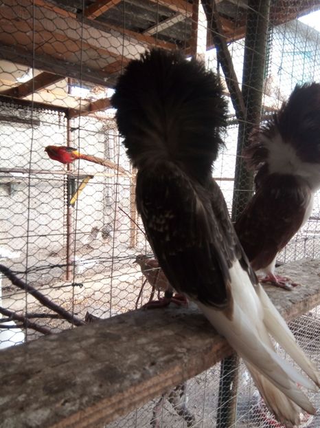  - a gulerati iacobini