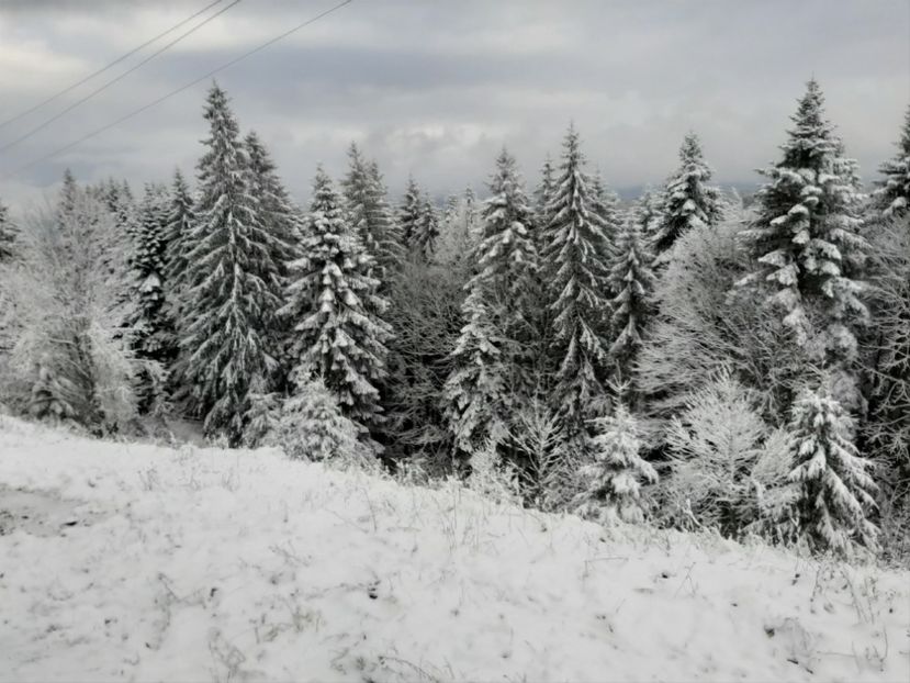  - Iarna Bucovina