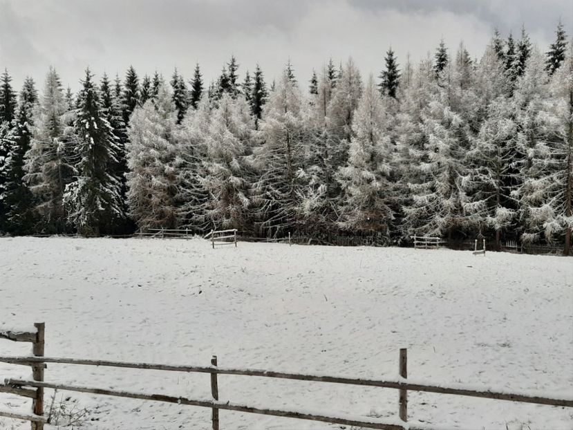  - Iarna Bucovina