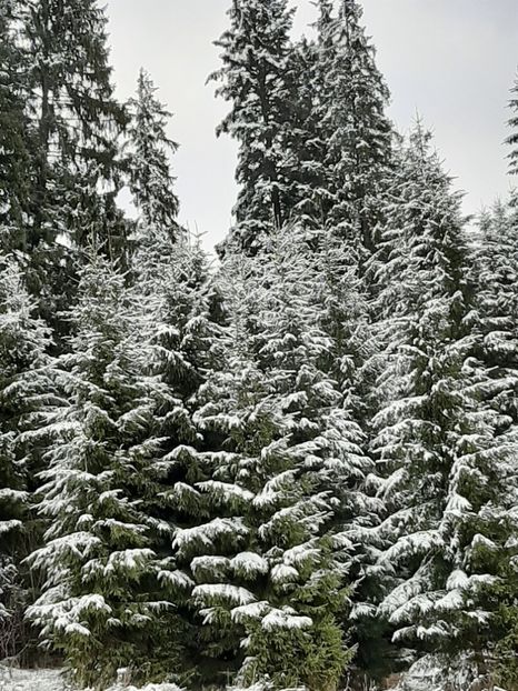  - Iarna Bucovina