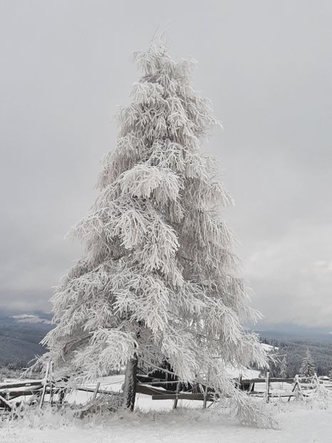  - Iarna Bucovina