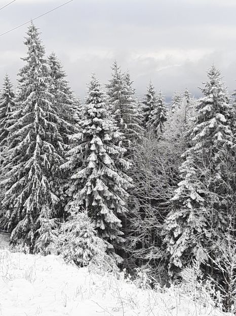  - Iarna Bucovina