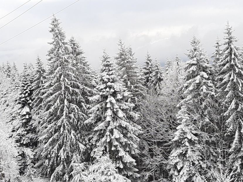  - Iarna Bucovina