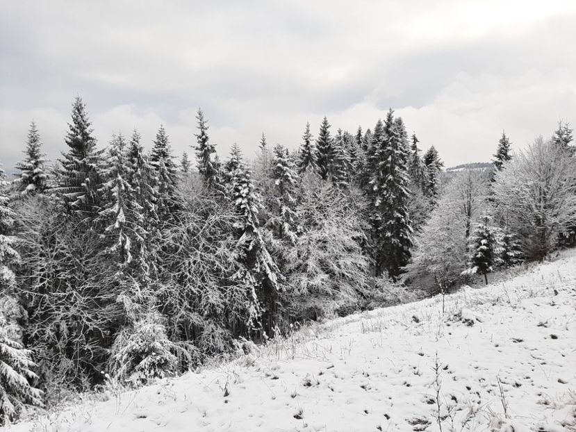  - Iarna Bucovina