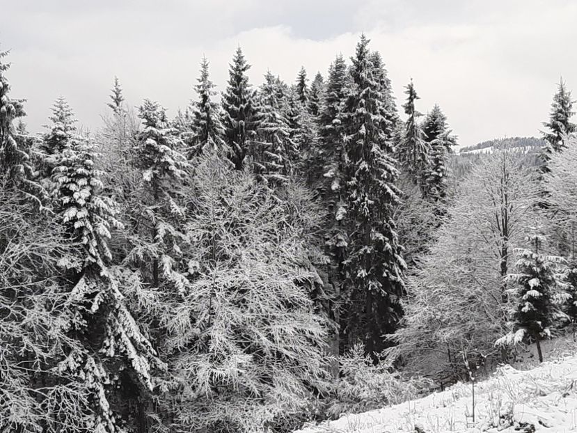  - Iarna Bucovina