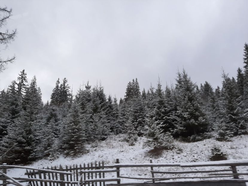  - Iarna Bucovina